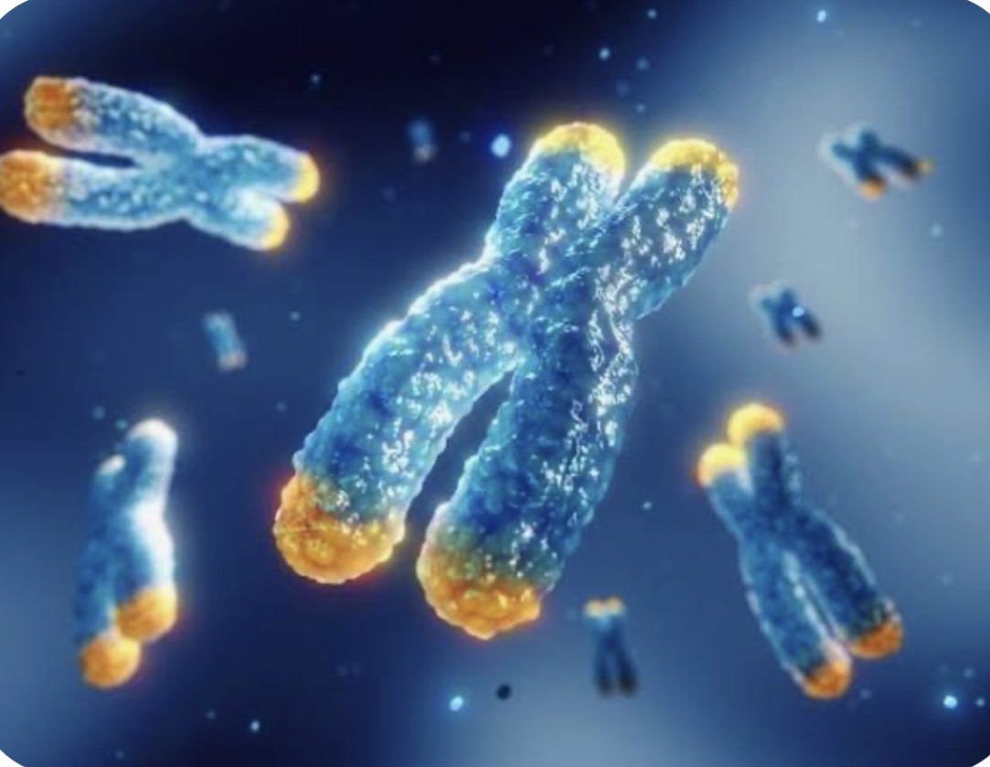 Illustration of chromosomes and their telomeres